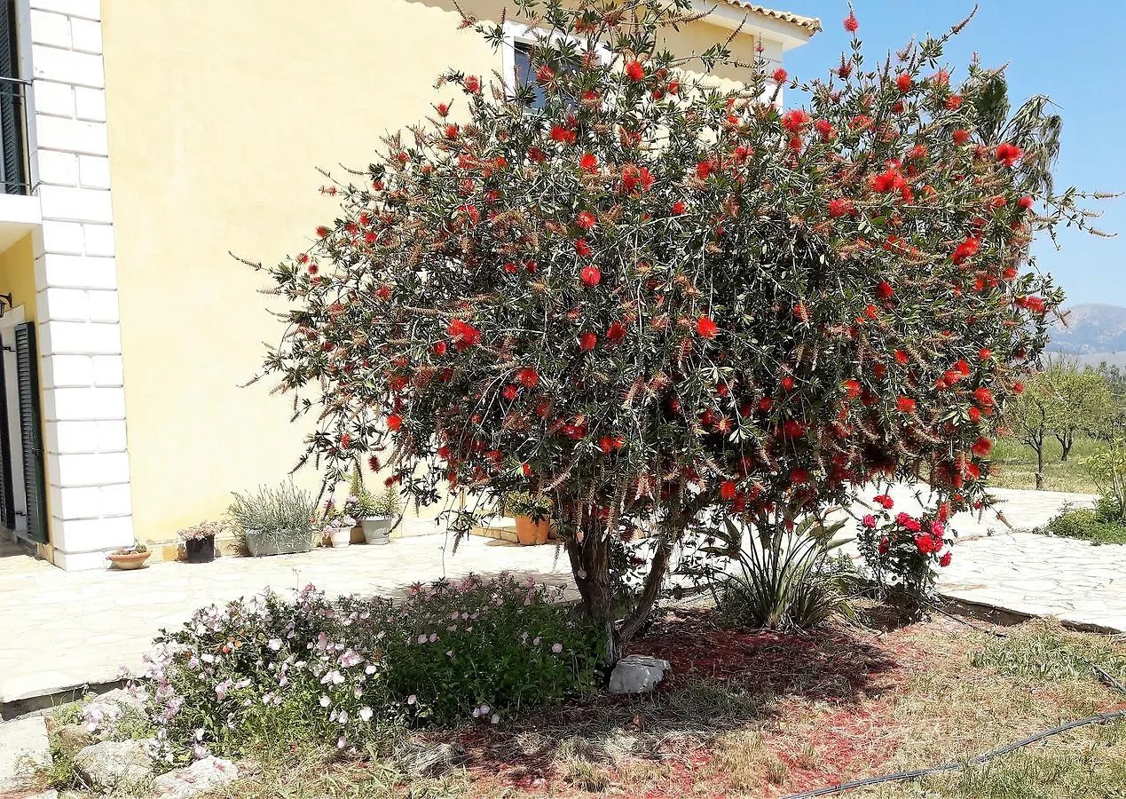 Ammodares Lixouri Greece